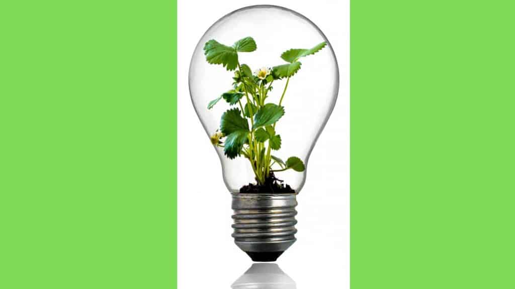 Lightbulb with plant growing inside